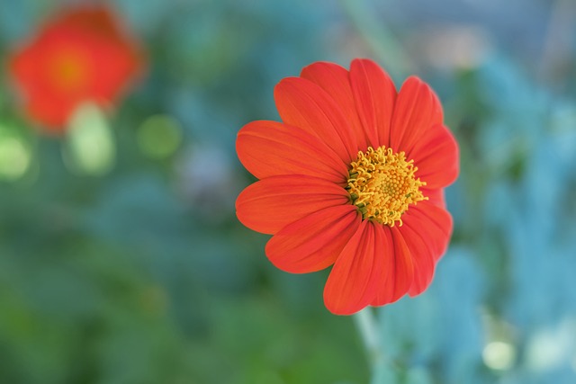 緊逼戰術將 緊逼戰術將